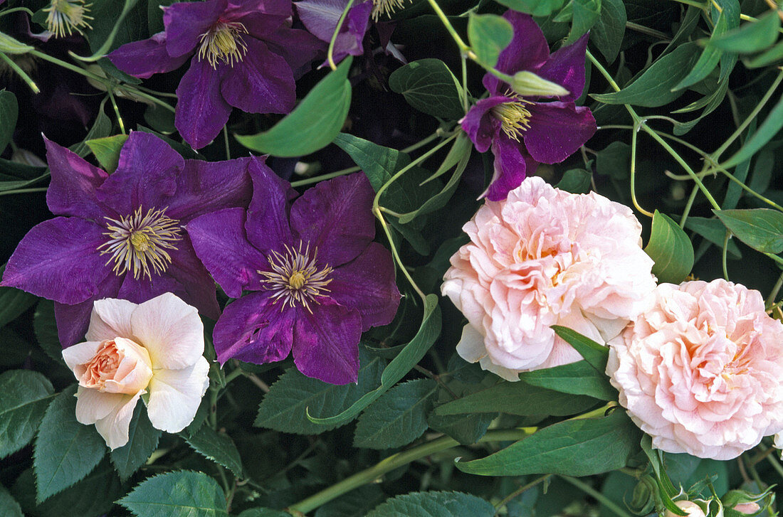 Pink 'Kir Royal', fragrant, Clematis 'The President'