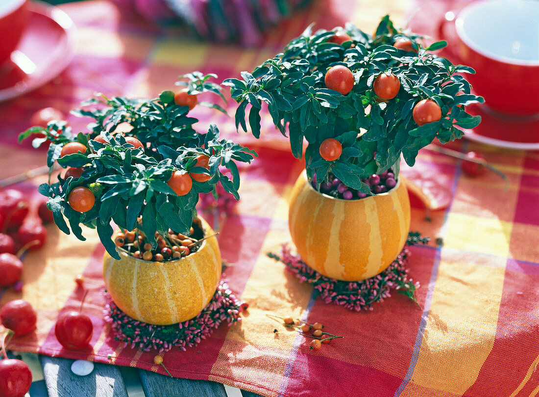 Solanum pseudocapsicum in Cucurbita, Calluna