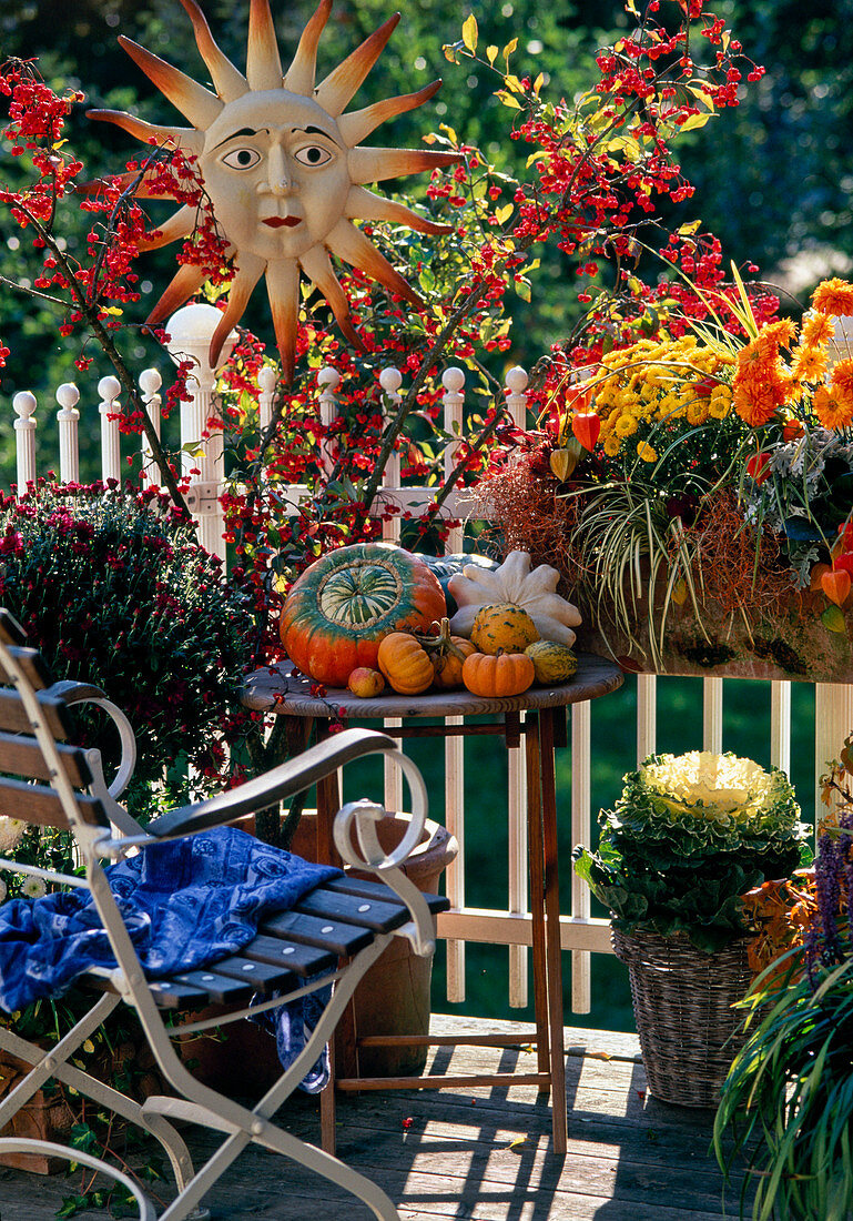 Balkon mit Euonymus (Pfaffenhütchen), Cucurbita (Kürbisse)