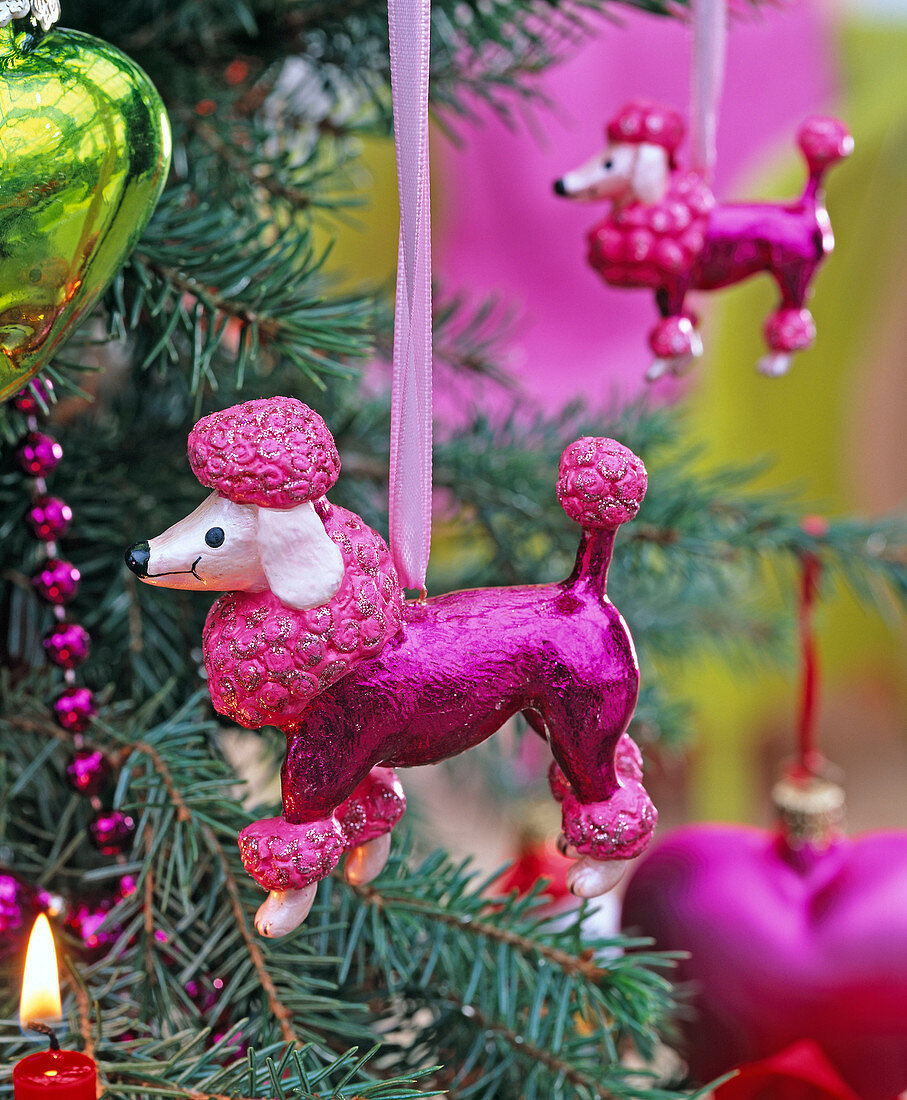 Pink poodle as Christmas tree ornament on Picea pungens 'Glauca'.