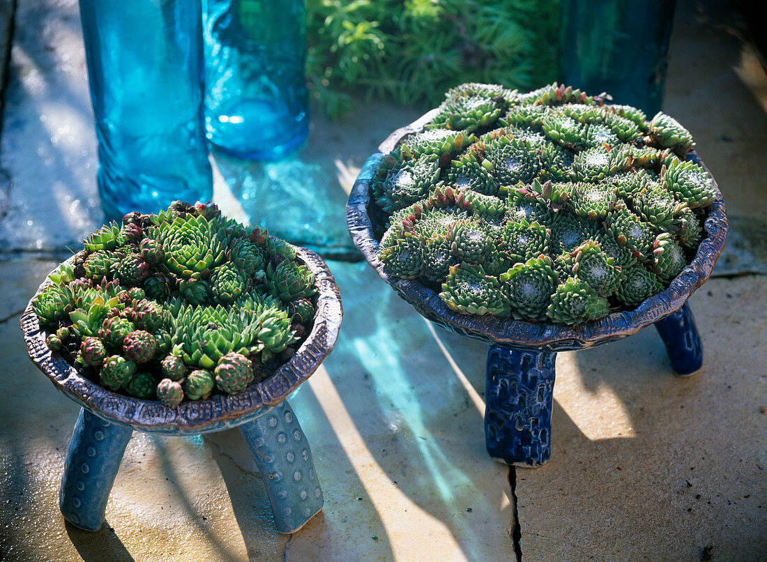 Sempervivum (houseleek) in pottery bowls with legs