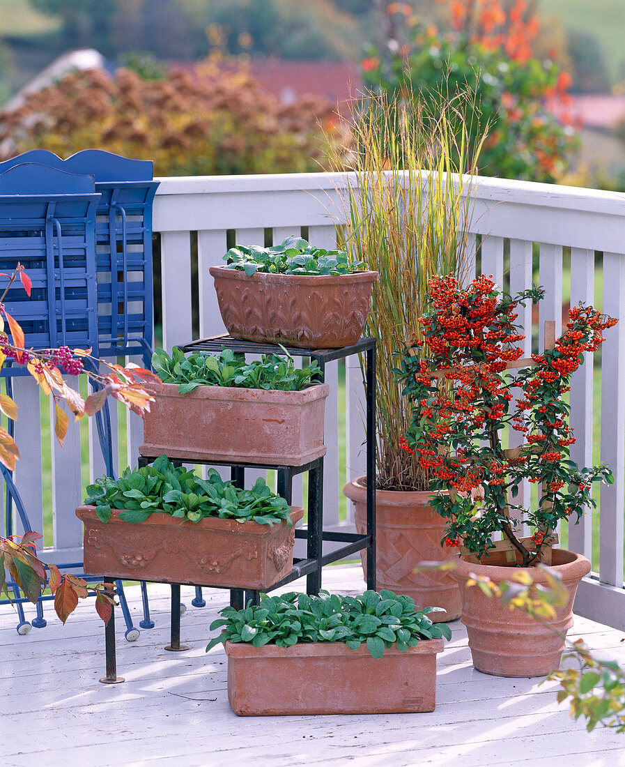 Terracotta boxes with Myosotis (forget-me-not), Bellis (daisy)