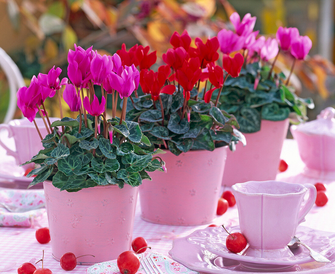 Cyclamen persicum (Alpenveilchen) in rosa Blechtöpfen, rosa Geschirr, Malus