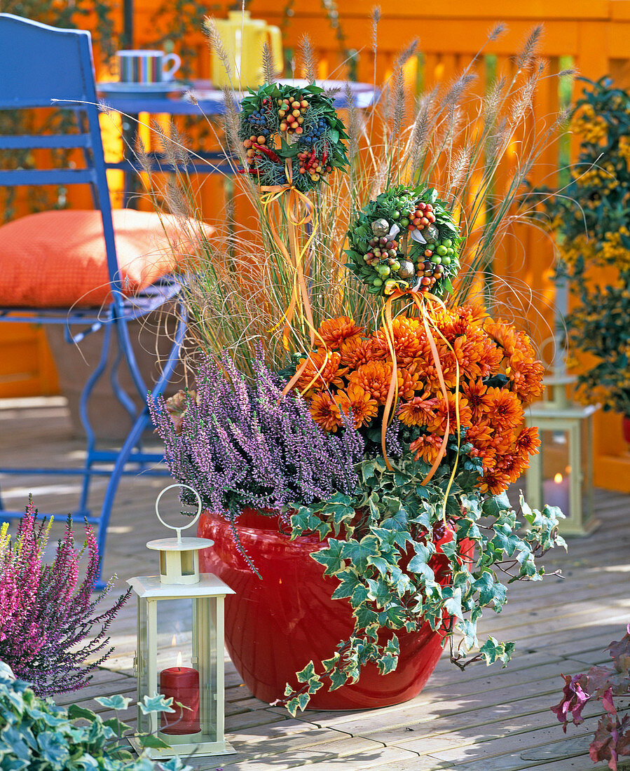 Chrysanthemum Yahou ' Luron ' (Chrysantheme), Calluna ' Marlies '