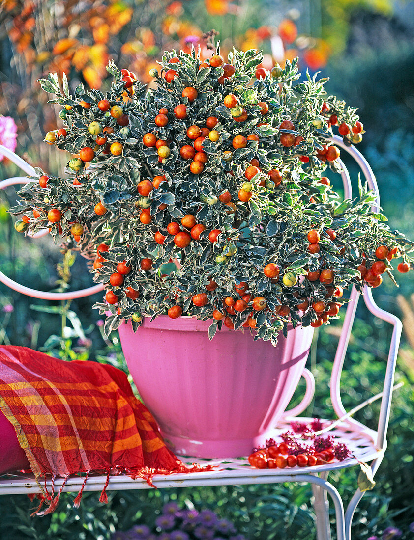 Solanum pseudocapsicum 'Variegatum' (coral tree) in pink pot