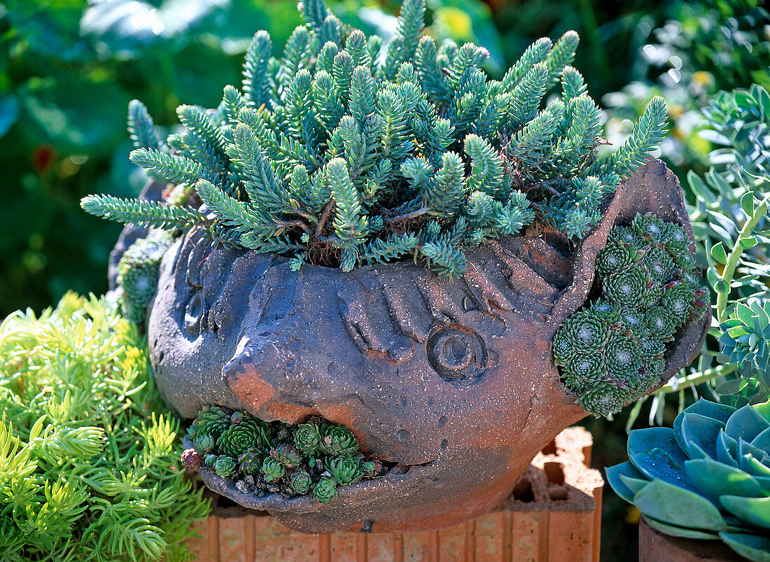 Getöpferter Kopf mit Sedum reflexum (Tripmadam), Sempervivum (Hauswurz)