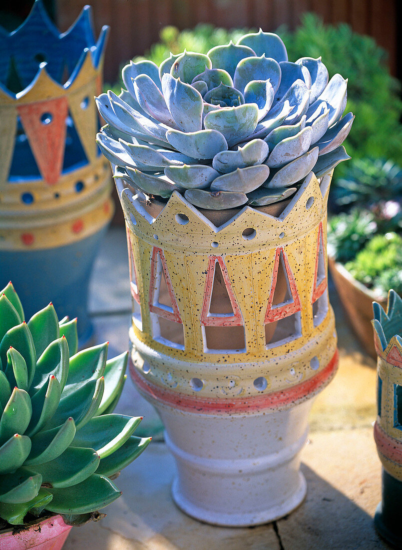 Echeveria 'Pearl of Nürnberg' (echeveria) in a potted lantern