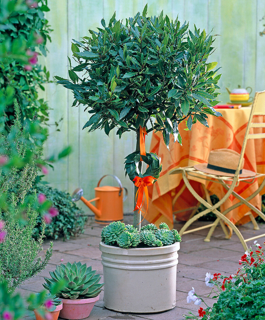 Laurus nobilis (Lorbeer), Baum und Kränzchen, Echeveria, gelber Stuhl