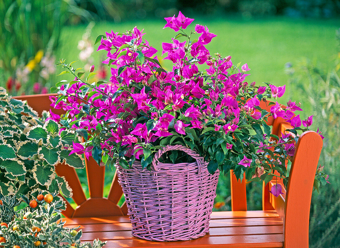 Bougainvillea in pink basket on orange bench