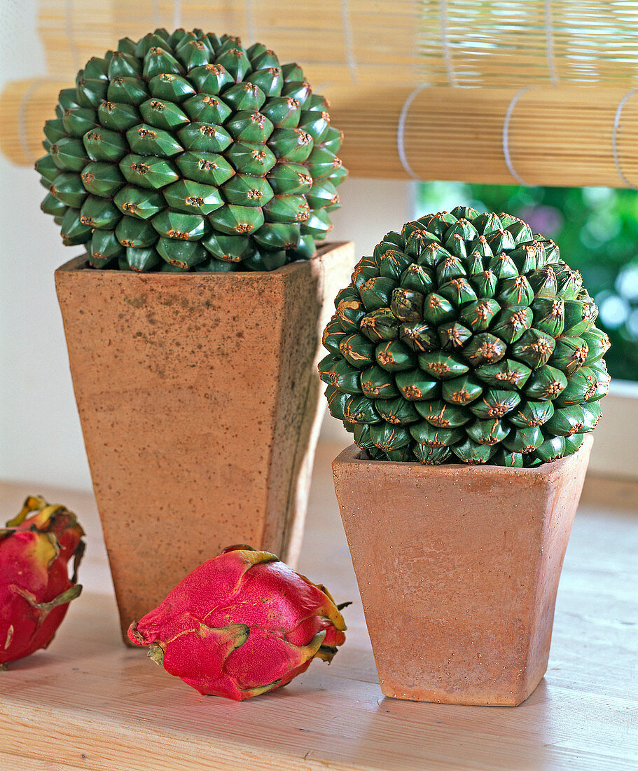 Pandanus utilis (Schraubenbaum), Frucht auf Terracottatöpfen