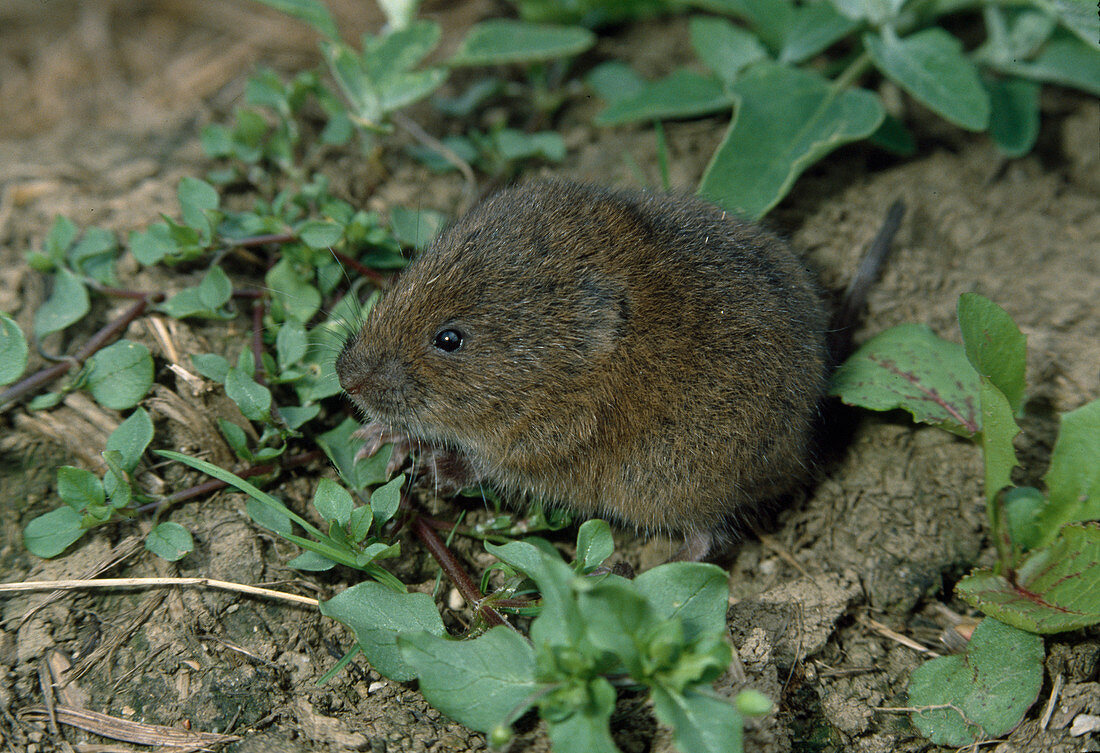 Schermaus oder Große Wühlmaus (Arvicola terrestris, Synonym: Arvicola amphibius)