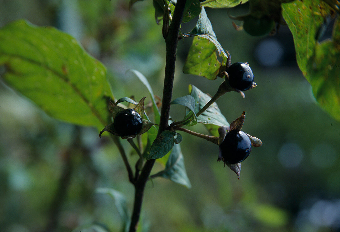 Atropa belladonna (Tollkirsche), Früchte
