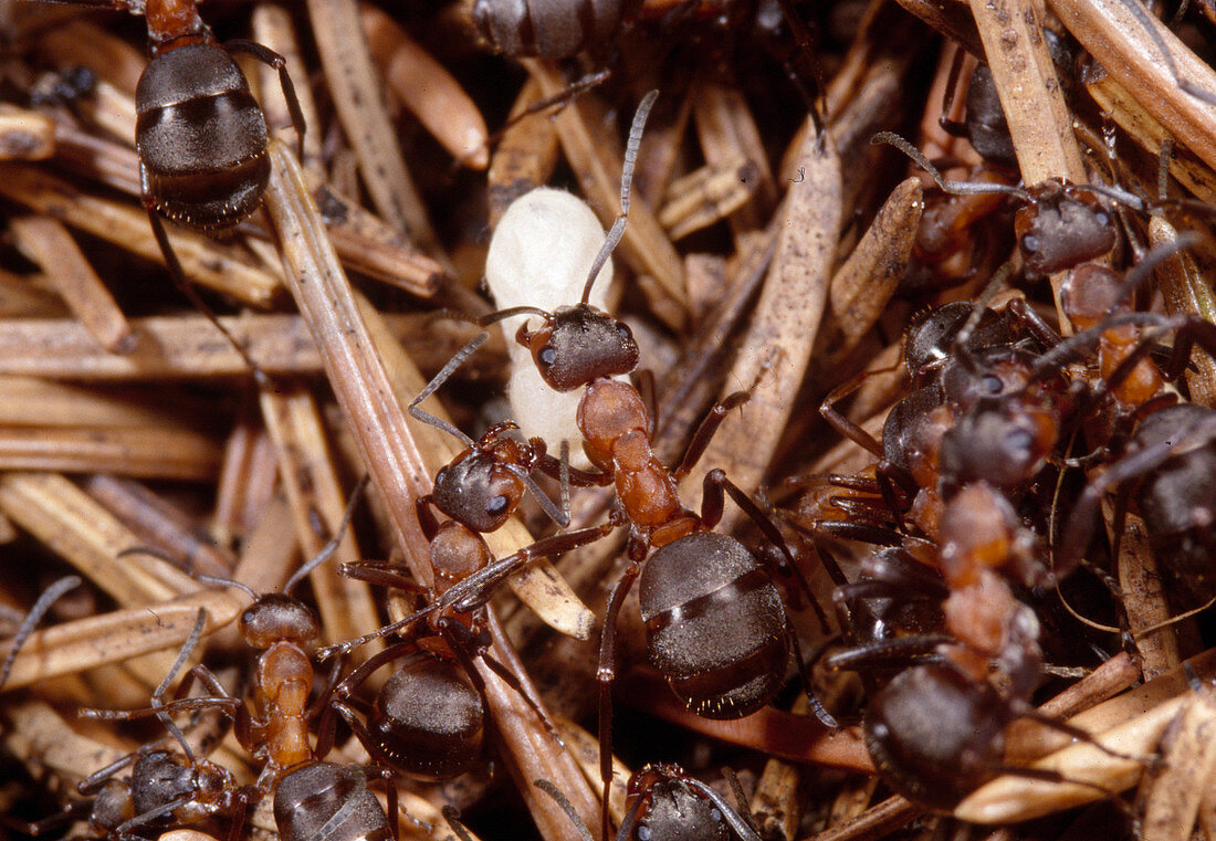 Formica rufa (Red wood ants) Queen with egg