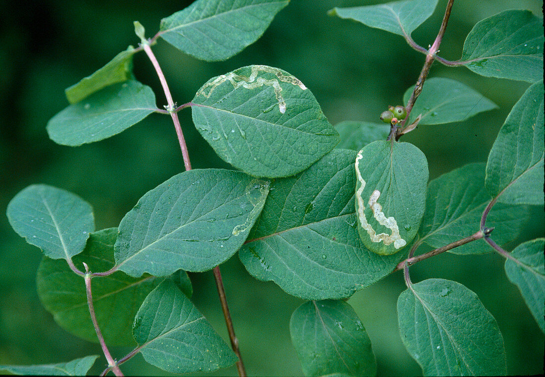 Leaf miner fly tracks on red honeysuckle