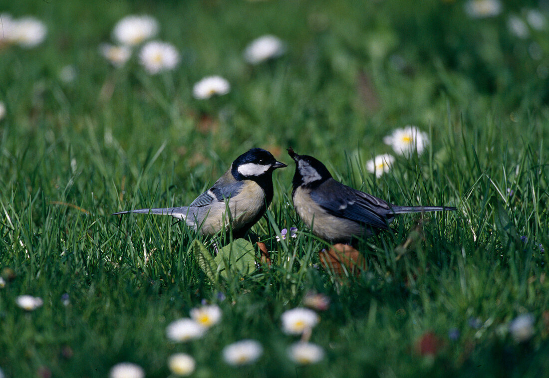 Parus major (Great Tits) in the meadow