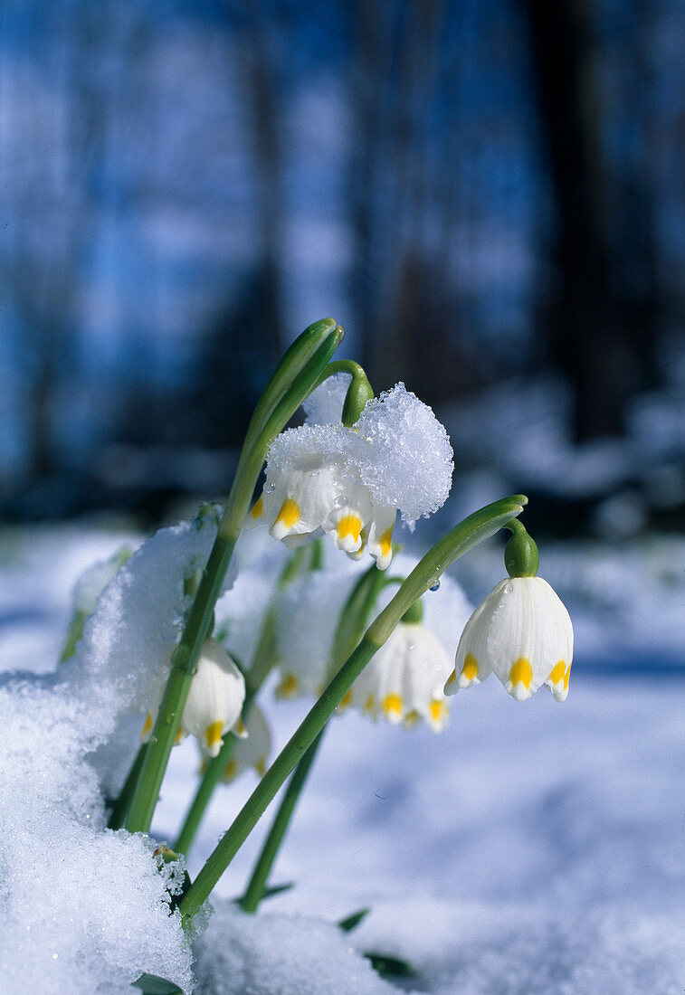 Leucojum vernum (Märzenbecher) im Schnee