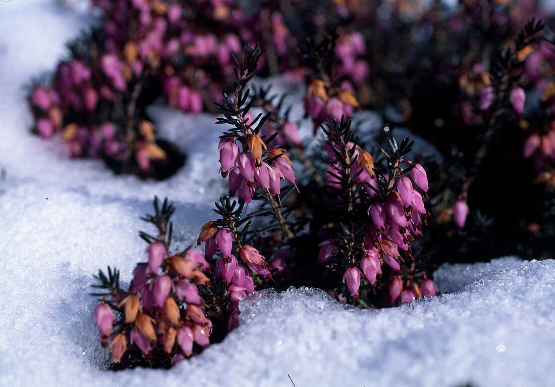 Erica carnea (Snow heather), flowering in the snow