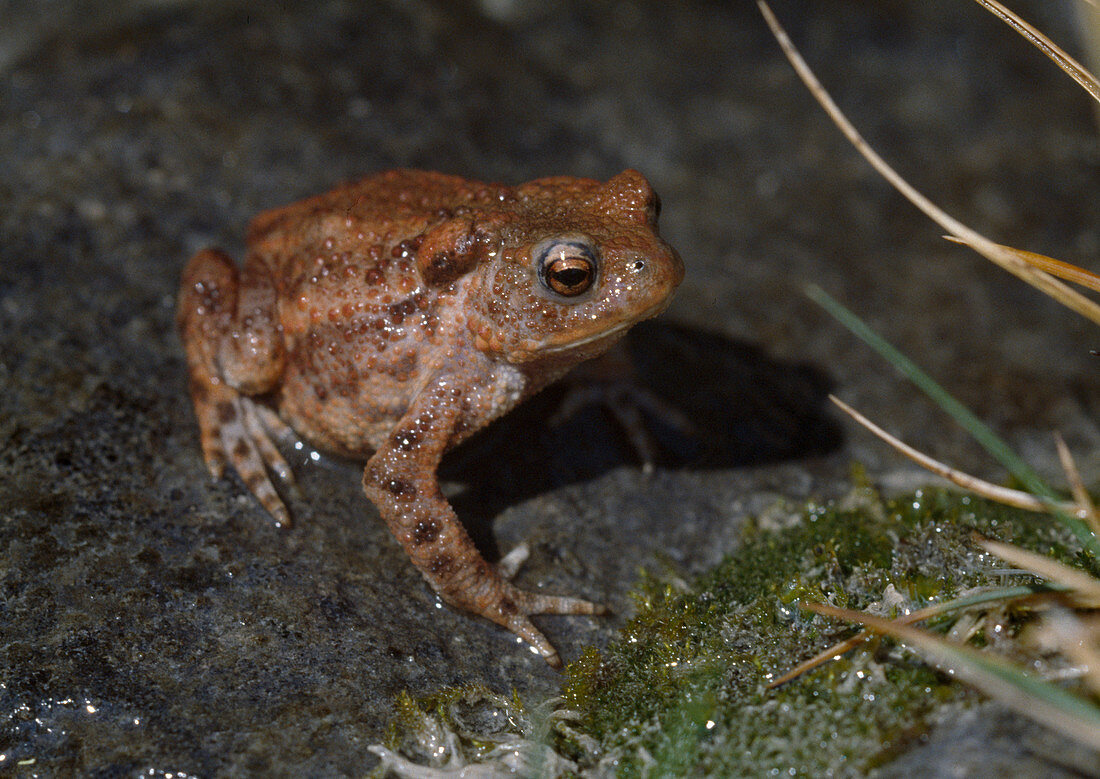 Common toad (Bufo bufo)