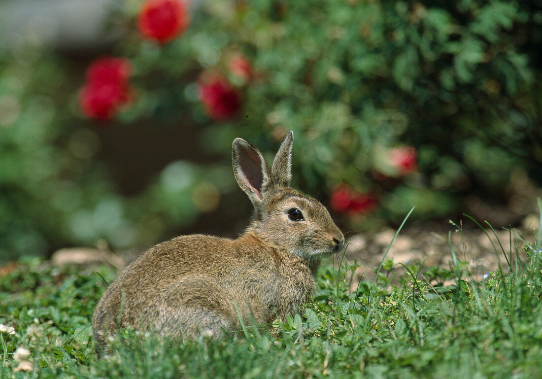 Wild rabbit in the grass in front of a rose bed