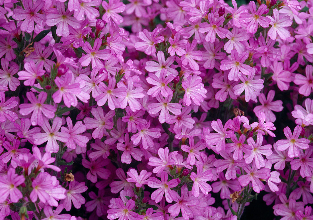 Erinus alpinus (Alpine balsam), flowers