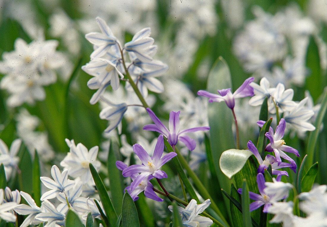 Puschkinia scilloides (Puschkinie) weissblau und Chionodoxa (Schneeglanz) lila, Blüten