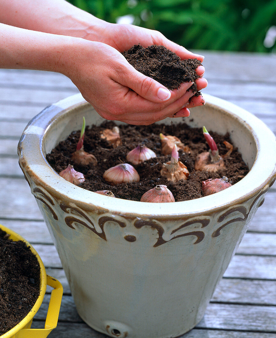 Gladioli in beige bucket