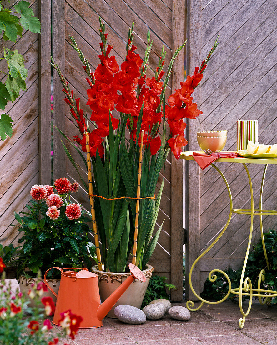 Gladioli in beige bucket