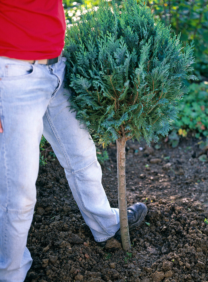 Plant cypress