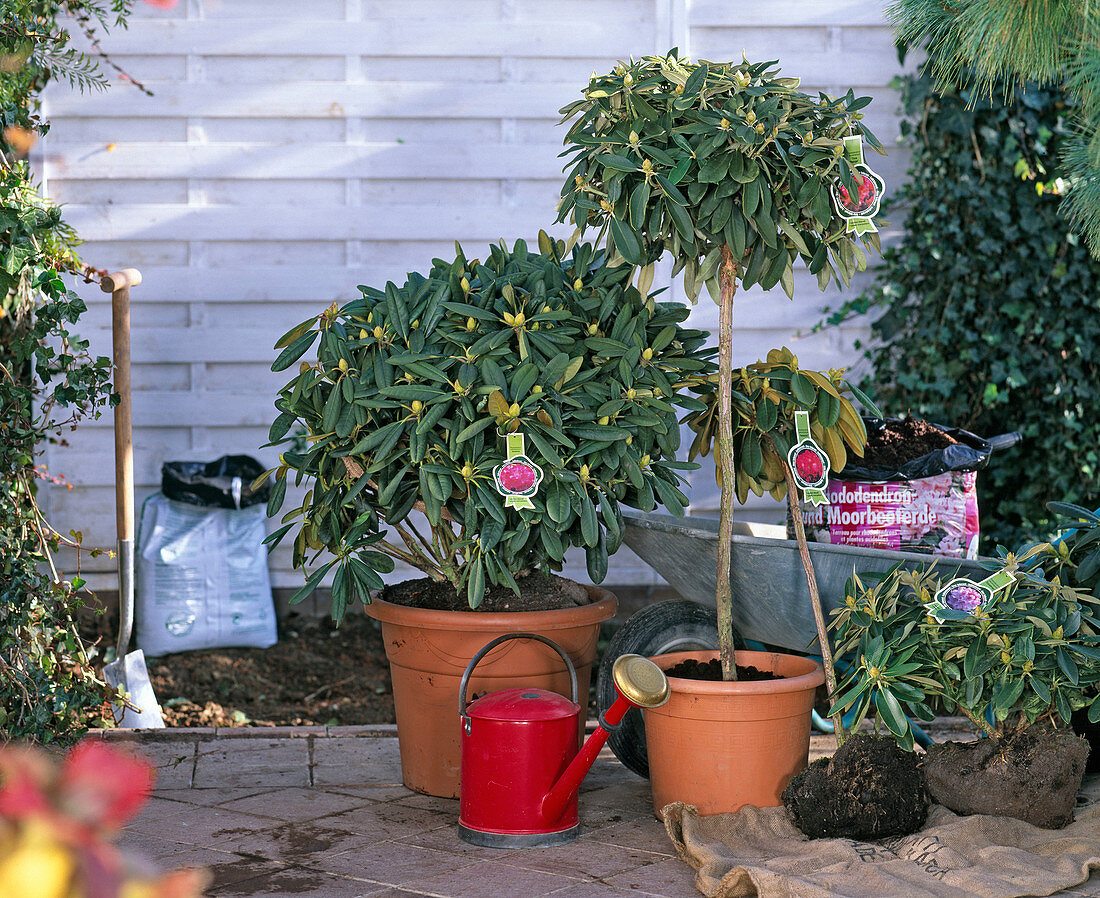 Rhododendron (Alpenrose), Container- und Ballenware