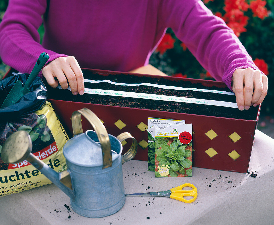 Sow corn salad with seed tape in box