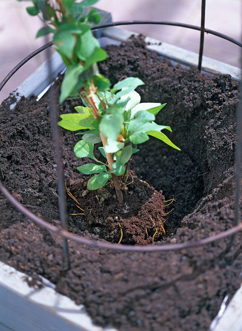 Clematis in Holzkübel pflanzen: 4/9