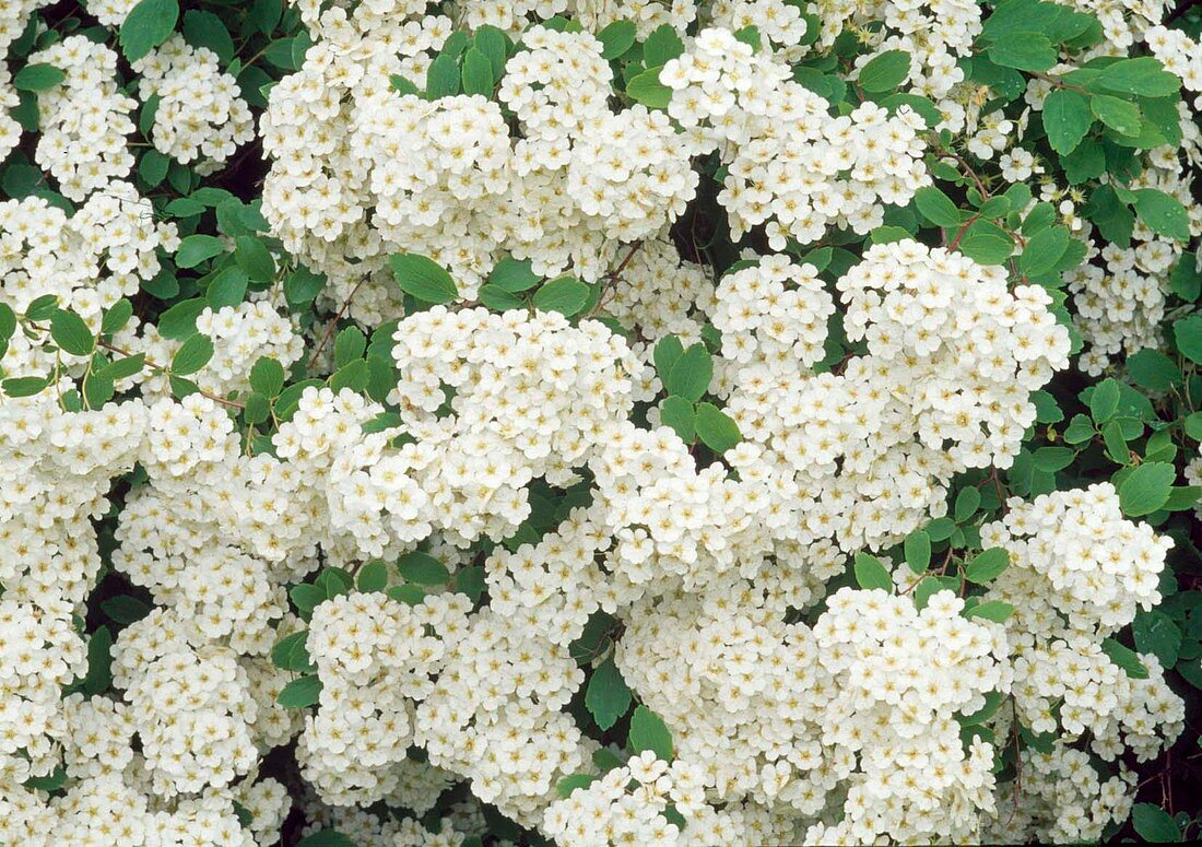 weiße Blüten von Spiraea nipponica 'Snowmound' (Spierstrauch), Blütezeit Juni-Juli