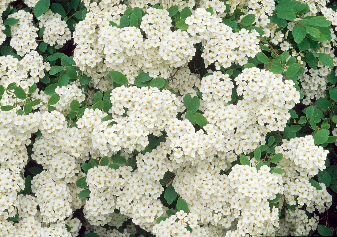 white flowers of Spiraea nipponica 'Snowmound', flowering June-July