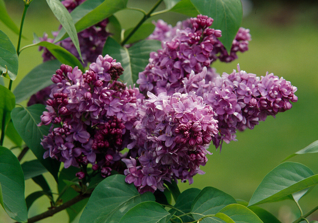 Purple flowers of Syringa vulgaris 'Charles Joly' (Lilac)