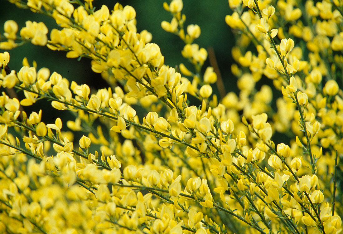 Yellow flowers of Cytisus x praecox 'Allgold'