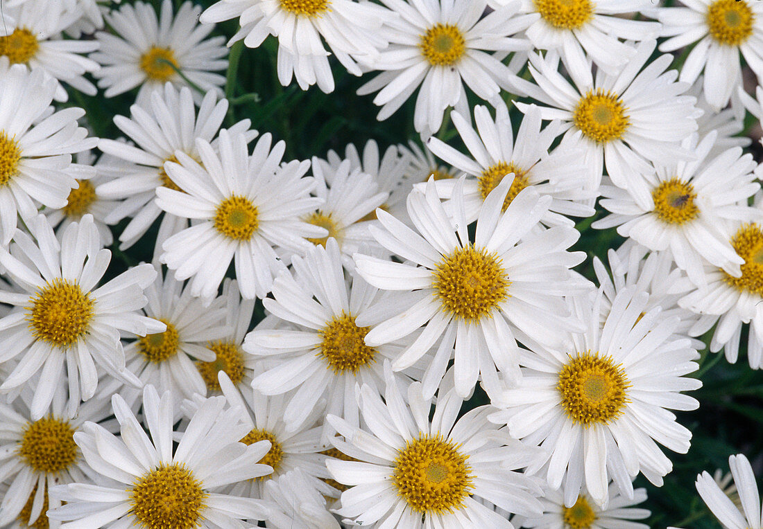 White flowers of Chrysanthemum serotinum syn. Leucanthemella serotina (Autumn daisy)