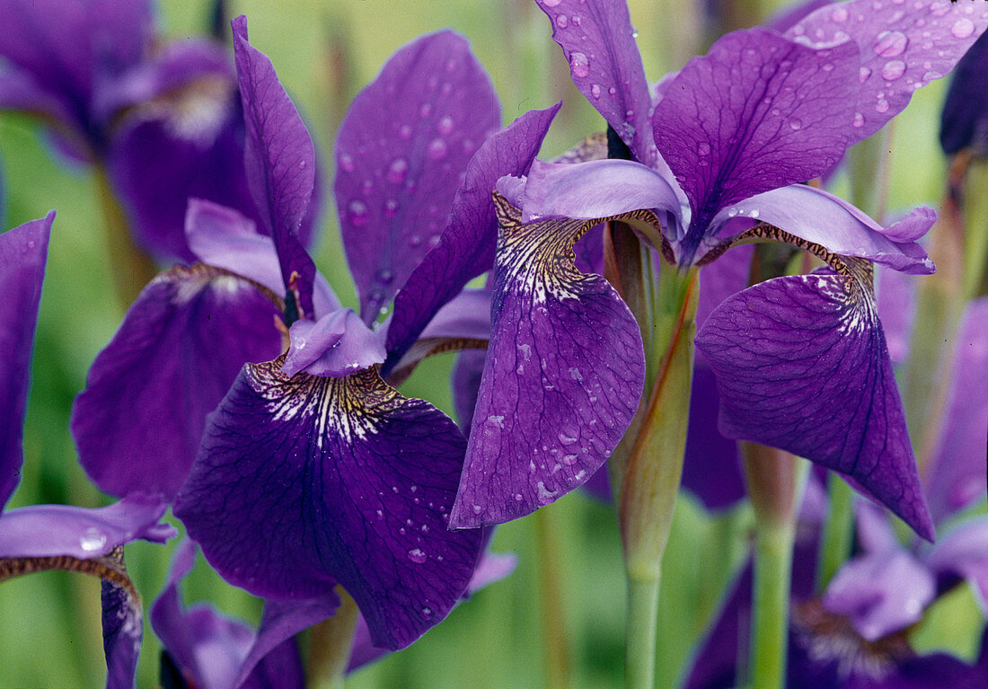 Blaue Blüten von Iris sibirica 'Cäsar's Brother' (sibirische Schwertlilie)