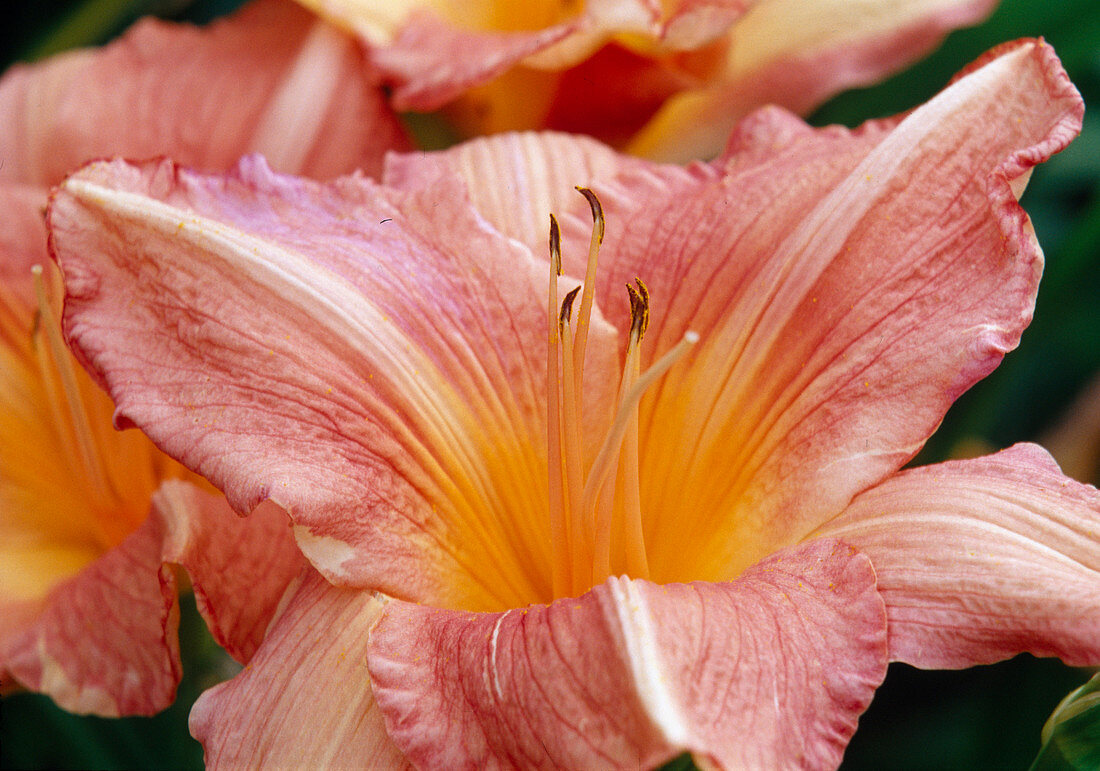 Orange flowers of Hemerocallis 'Gypsy Lady' (daylily)