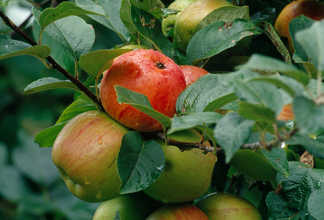 Malus (Apfel), Früchte am Zweig