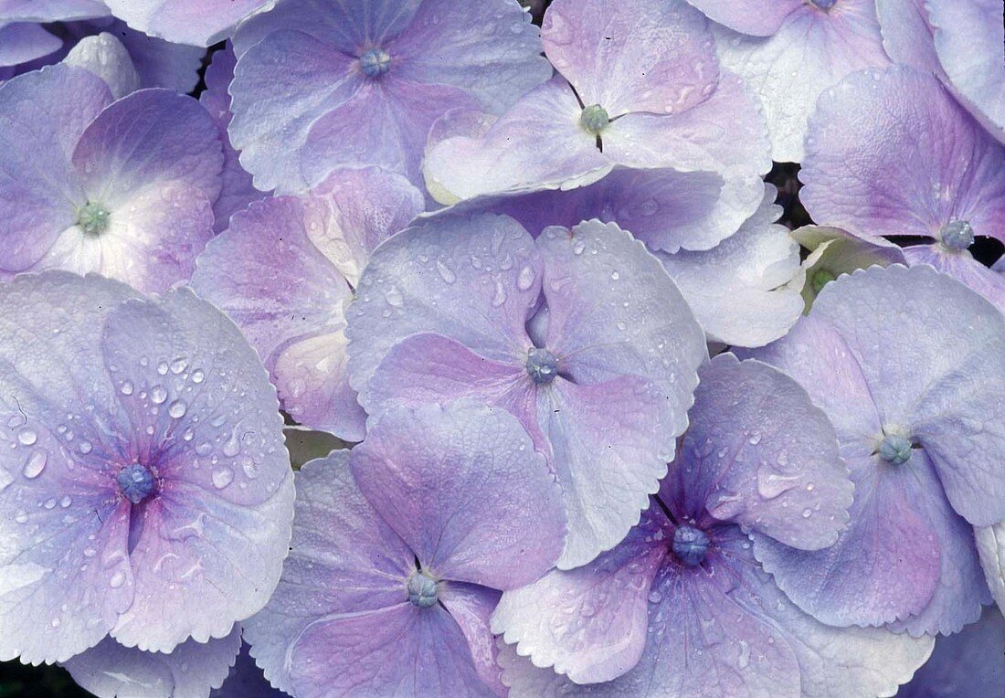 Hellblaue Blüten von Hydrangea macrophylla (Hortensie)