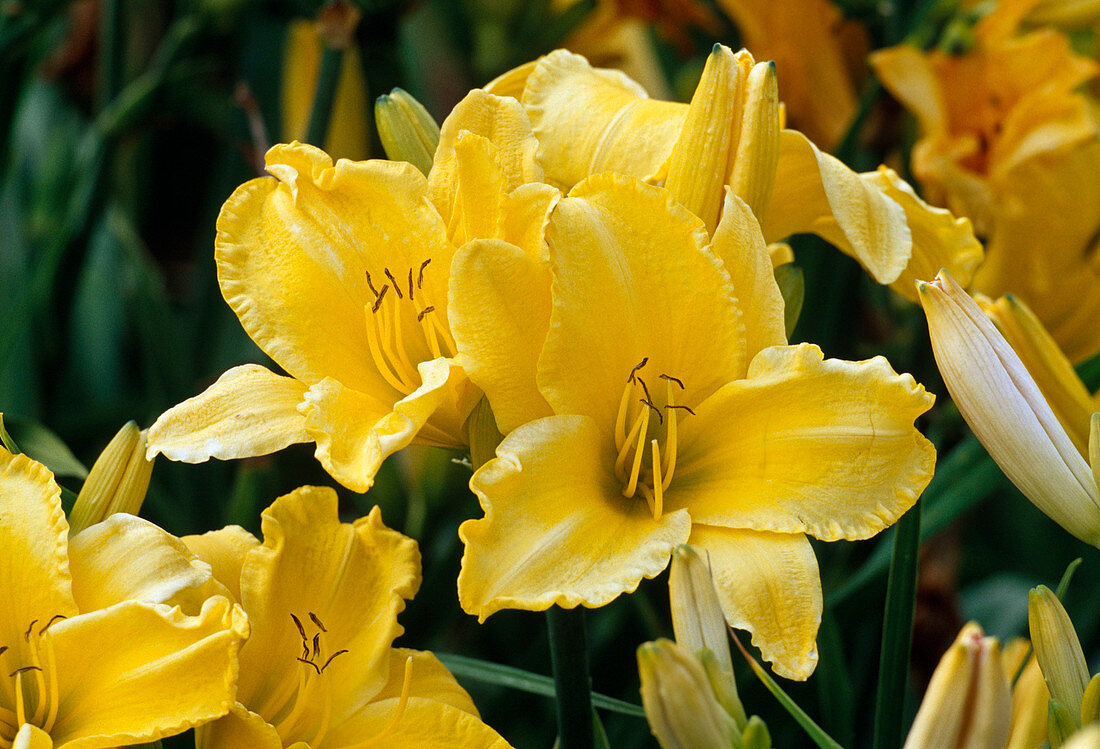 Yellow flowers of Hemerocallis 'Easter Sunday' (Daylily)