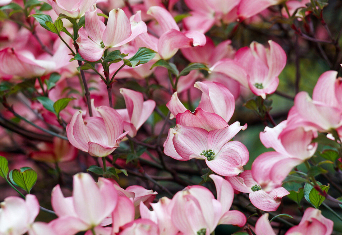 Pink flowers of Cornus Florida 'Rubra' (Flowering Dogwood)