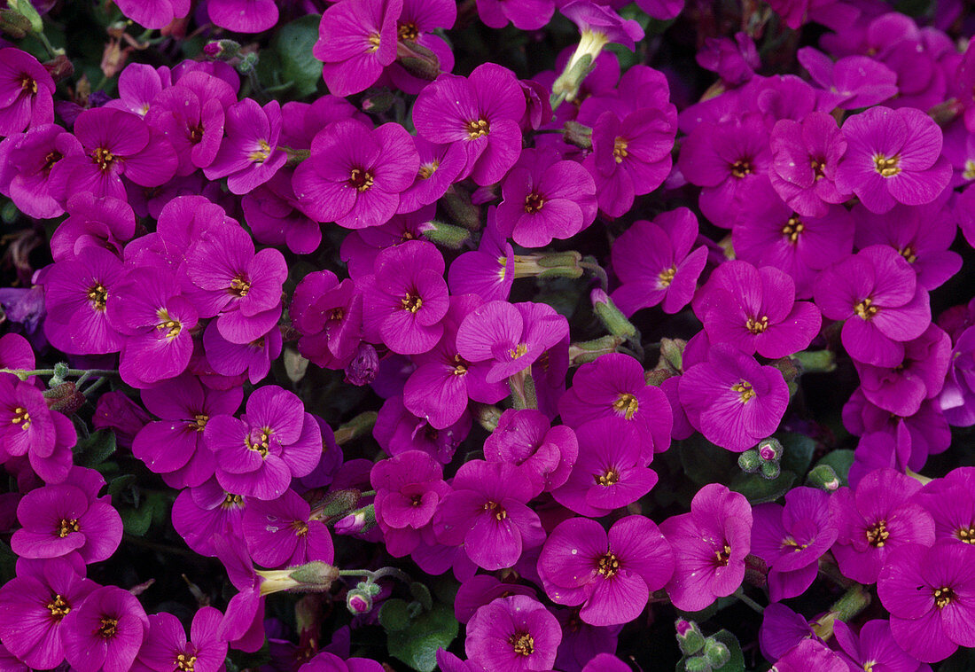 Purple flowers of Aubrieta (Blue Cushion)