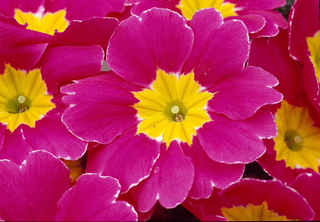 Pinkfarbene Blüte mit gelbem Auge von Primula acaulis (Primel)