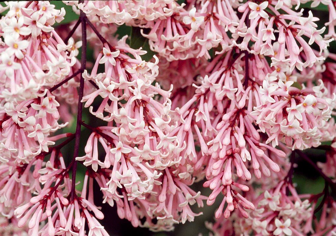 Pink flowers of Syringa sweginzowii (Pearl Lilac)