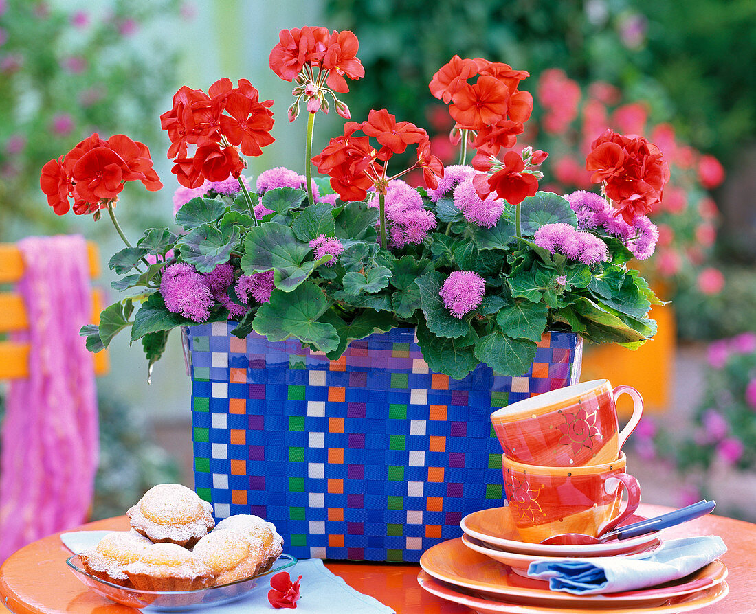 Pelargonium zonale Gen 'Tineo' (Geranium), Ageratum