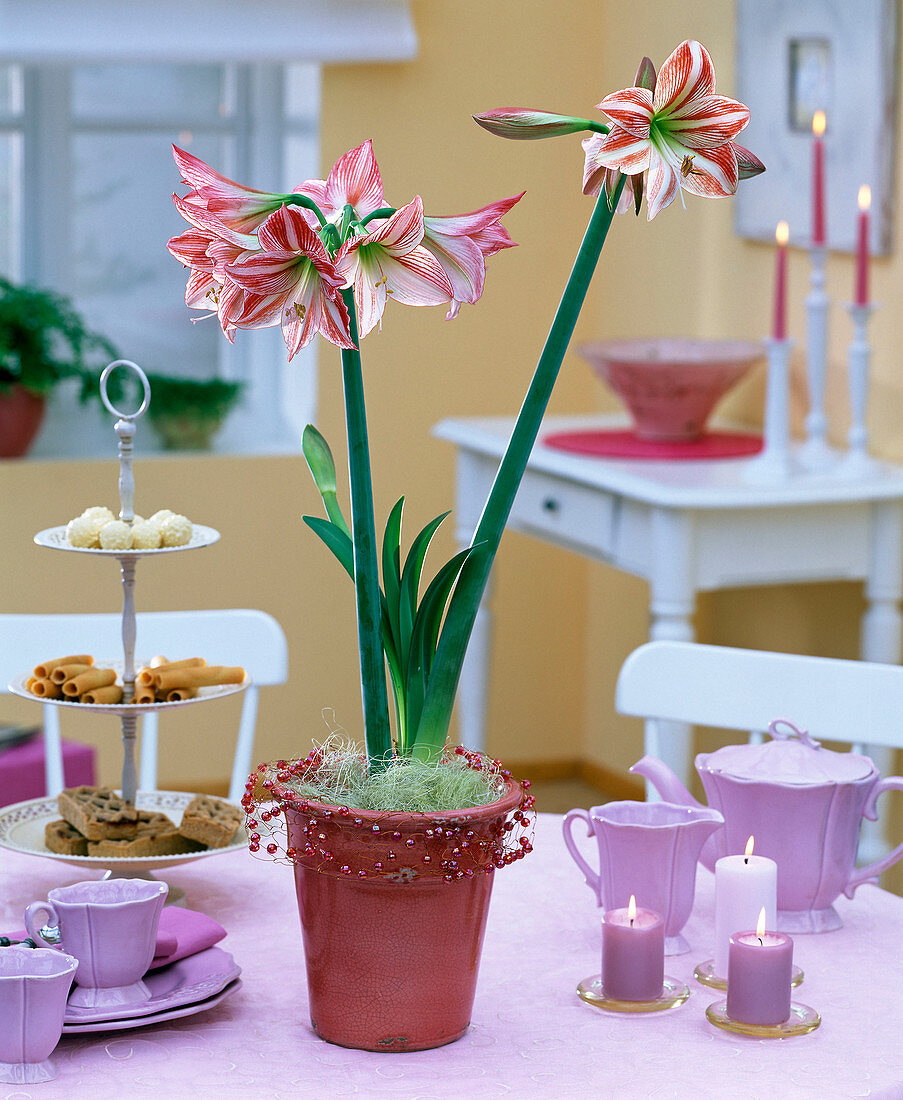 Pull the amaryllis in the clay pot