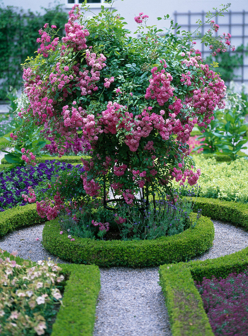 Climbing rose in a beech rondel photographed in the Freising courtyard garden