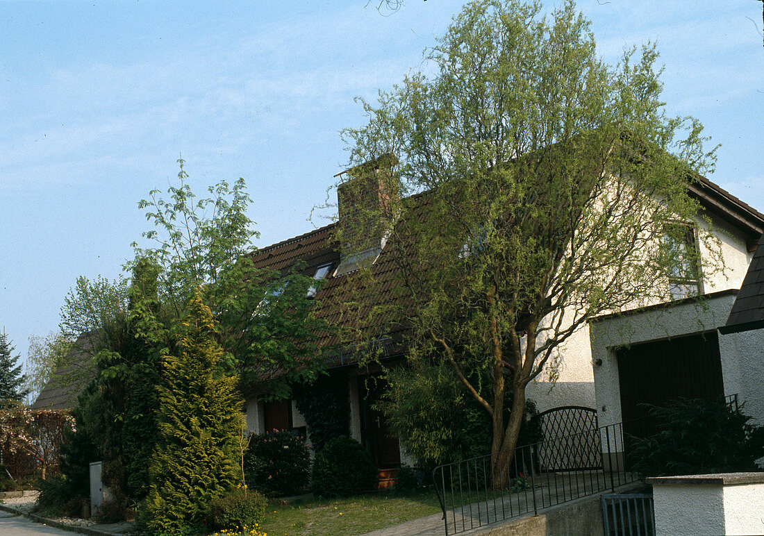 Front garden with Sorbus aucuparia and Salix madsudana