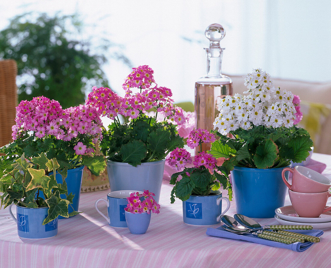 Primula malacoides (lilac primroses) in blue planters